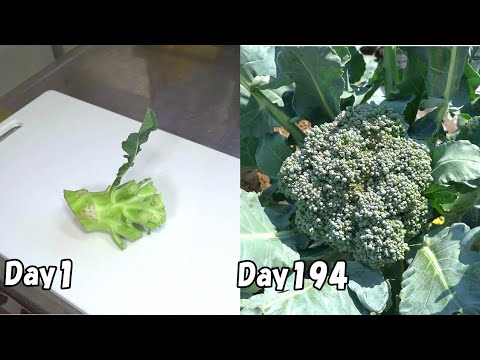 ブロッコリーの茎を植えると、またブロッコリーが出来ます…【再生栽培】(リボべジ) / How to regrow broccoli from stem