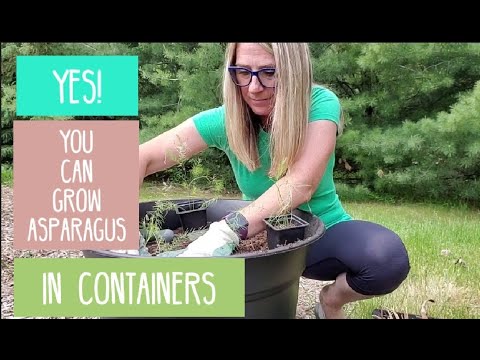 How to Grow Asparagus in Containers and Why This is a Great Option
