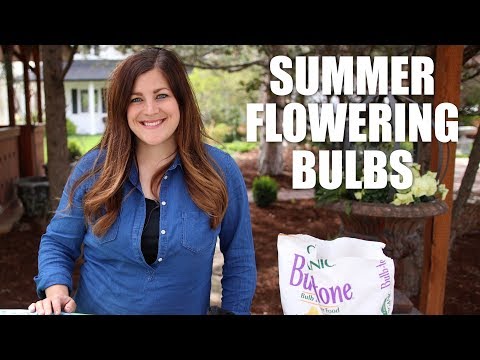 Summer Flowering Bulbs 🌸🌼🌺// Garden Answer