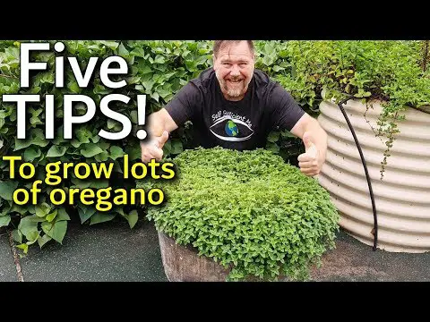 5 Tips How to Grow a Ton of Oregano in Containers