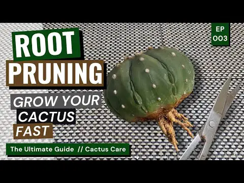 Crazy Cactus Hack: Secret to Growing Cactus Fast / Cactus Care Ep. 03