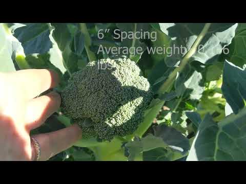 Broccoli Plant Spacing Matters!