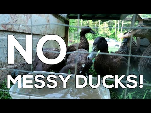 &quot;No Messy Ducks!&quot; - How to Raise CLEAN Ducks