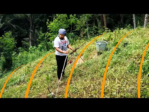 CONTOUR LINE LAYOUTING USING A-FRAME | Permaculture and Sloping Agricultural Land Technology, SALT