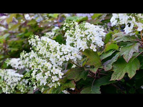 Oakleaf Hydrangea (Hydrangea quercifolia)