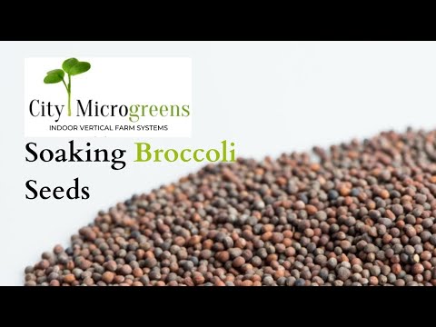 Soaking Broccoli Seeds | City Microgreens