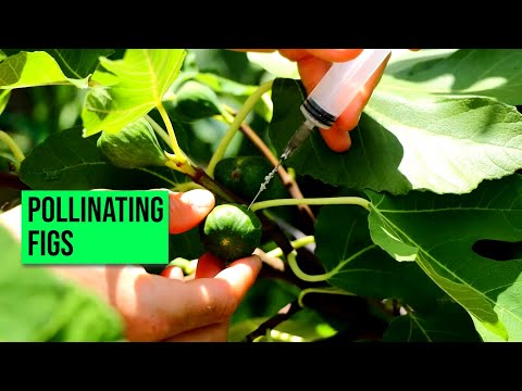 Hand-Pollinating Figs - This Will Change the Way We Grow Figs Forever