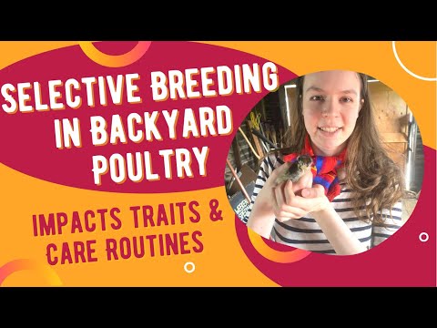 Selective Breeding In Backyard Poultry: Extra Care and Desired Traits