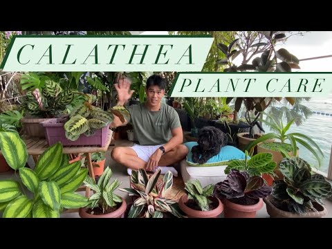 Calathea Plant Care / Prayer Plant Guide and tips