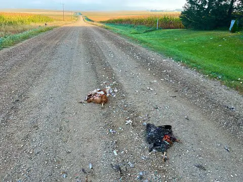 Free Range Chickens - The Problems With Free Ranging!