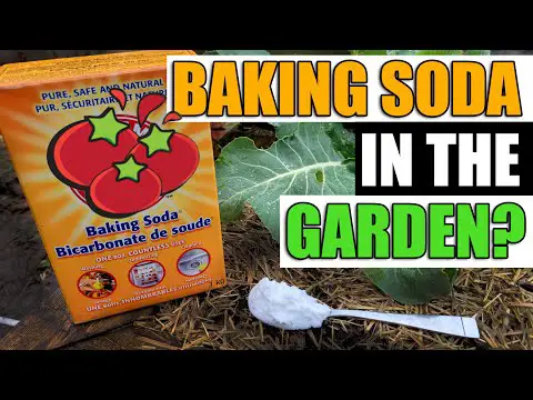 7 Uses For Baking Soda In The Garden