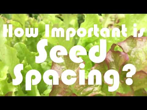 How Important is Seed Spacing with Lettuce? 🌱