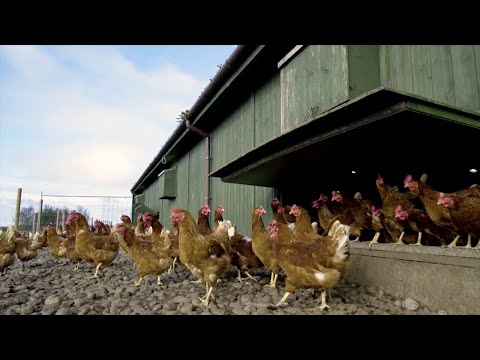 What is the difference between organic and free range eggs