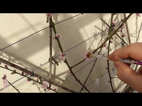 Hand pollinating and protecting peach blossom