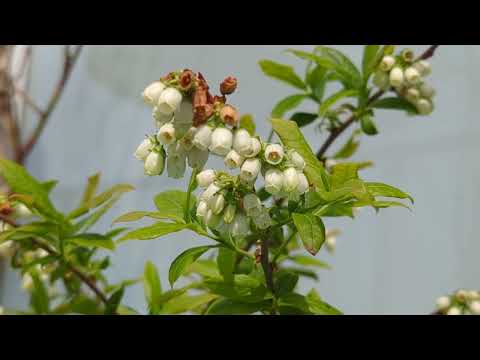 Will Your Blueberry Flowers Turn Into Fruit? Here is How To Know (Bloom stages and Pollination)