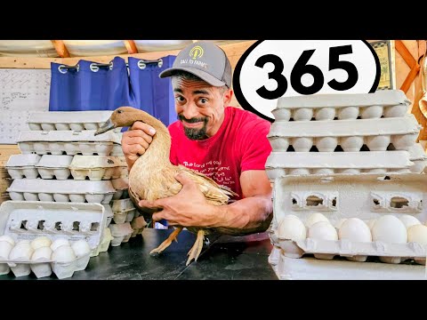 BEST Egg Laying Duck | What I&#039;m doing to reproduce more