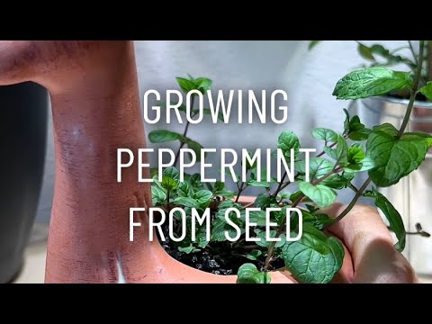 Growing Peppermint from Seed