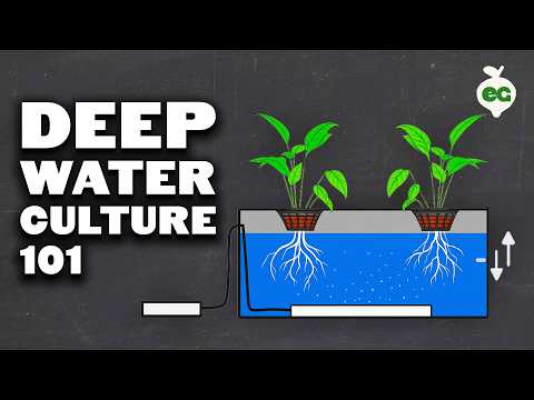 Deep Water Culture (DWC) Hydroponics System Tutorial