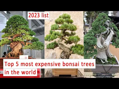 Top 5 most expensive bonsai trees in the world!