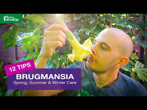 How to grow Brugmansia plants - Spring, Summer &amp; Winter Tips!