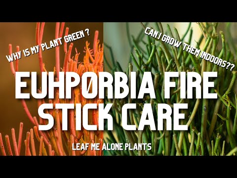 Euphorbia Fire Sticks (Pencil Cactus / Sticks On Fire) Plant Care Guide For Beginners