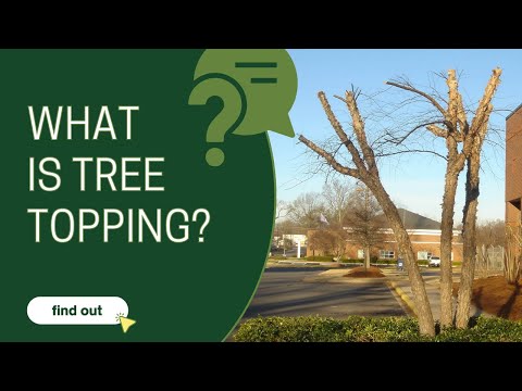 What is tree topping?