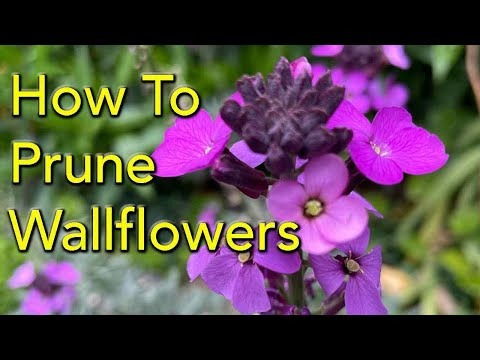 How to Prune Wallflowers (Erysimum)