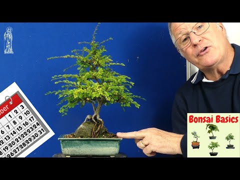 Chinese Elm Bonsai Care Guide (Easy Tips for Beginners)