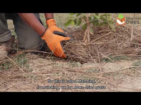 What is mulching and what are its benefits for plants?