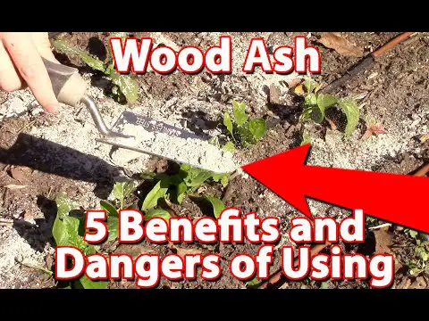 Using Wood Ash In Your Garden - Benefits And Dangers