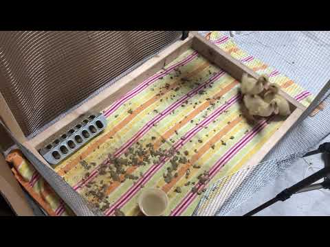 Day 10: How Much do Ducklings Poop?! (Raising Backyard Ducks)