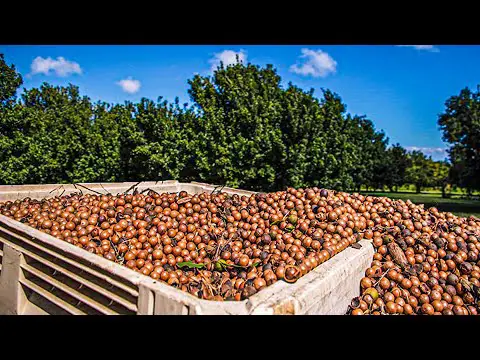 Macadamia Nuts Harvesting Process | Modern Macadamia Harvesting Machine | Macadamia Nuts Processing