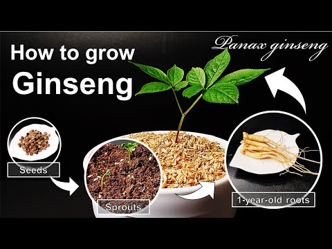 How to grow Ginseng｜Stratified seed and root for growing Ginseng｜How to grow #43 Ginseng｜Eng Sub