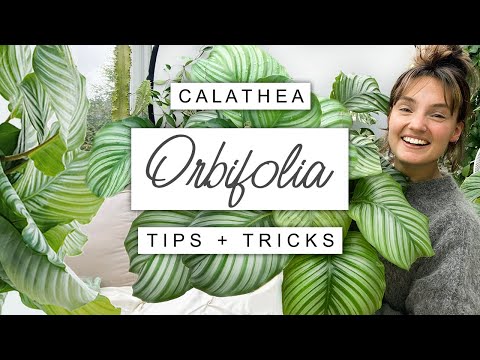 Ultimate DRAMA Queen: How To Keep Calathea Orbifolia Happy 🌿