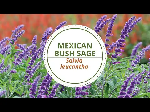 Mexican Bush Sage - Salvia leucantha