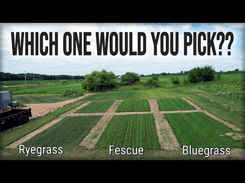 Which GRASS TYPE Is BEST For You And Your Lawn??