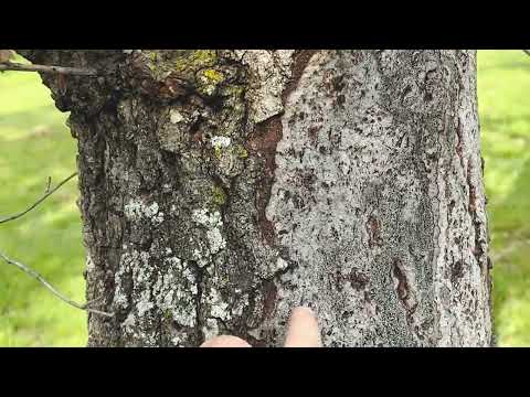 Is Hypoxylon Canker Killing Your Trees? A Tree Expert Explains