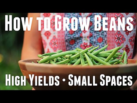 How to Grow Bush Beans - Ultimate Guide For High Yields