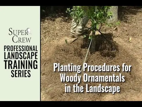 SuperCrew: Planting Procedures for Woody Ornamentals