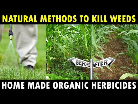 Organic Herbicides for Farming | Natural Weed Killer (Weedicides) | Organic Farming