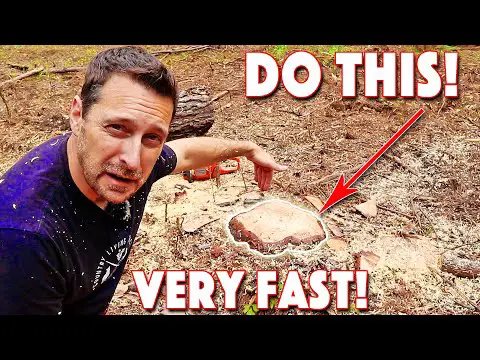 How To Remove A Tree Stump. Quickest and Easiest Method!