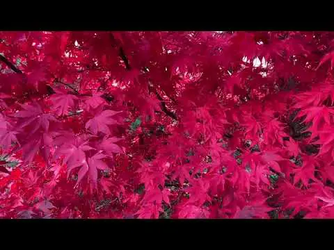 Acer palmatum ‘Osakazuki’ Perfect Bright Red Fall Color on a Japanese Maple!