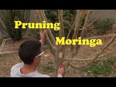 Pruning Moringa