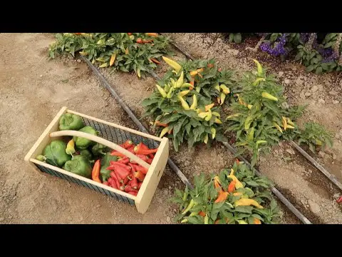 Harvesting &amp; Drying Peppers! 🌶👩‍🌾 // Garden Answer