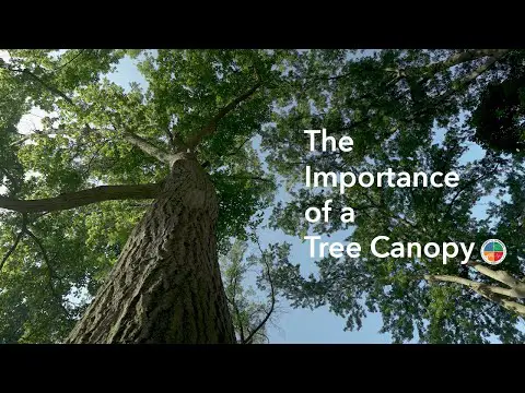 The Importance of a Tree Canopy