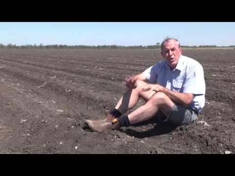 Planting tips for cotton