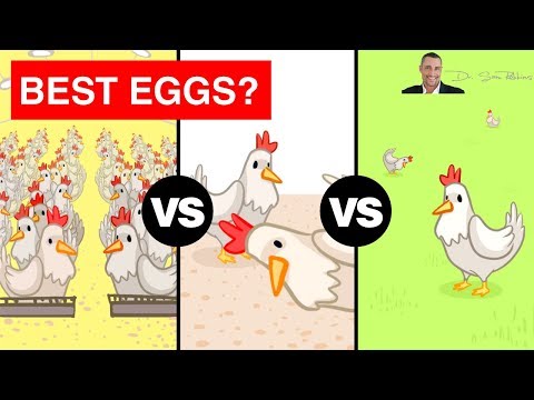 🥚 The Shocking Truth Between Free Range, Cage Free and Pasture Raised Eggs? - by Dr Sam Robbins