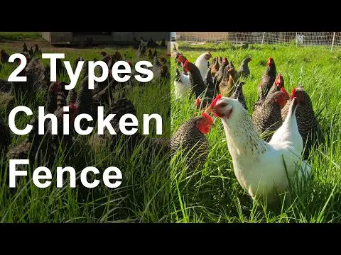 2 Types of Chicken Fence