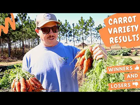 Our Favorite Carrot Varieties for the Backyard Garden -- *WINNERS*