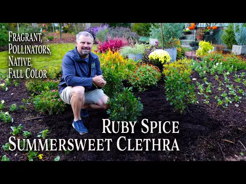 All About Ruby Spice Clethra - Awesome Four Season Plant - Summersweet